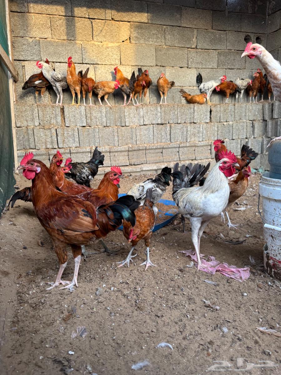 ديك للبيع63065996157698114