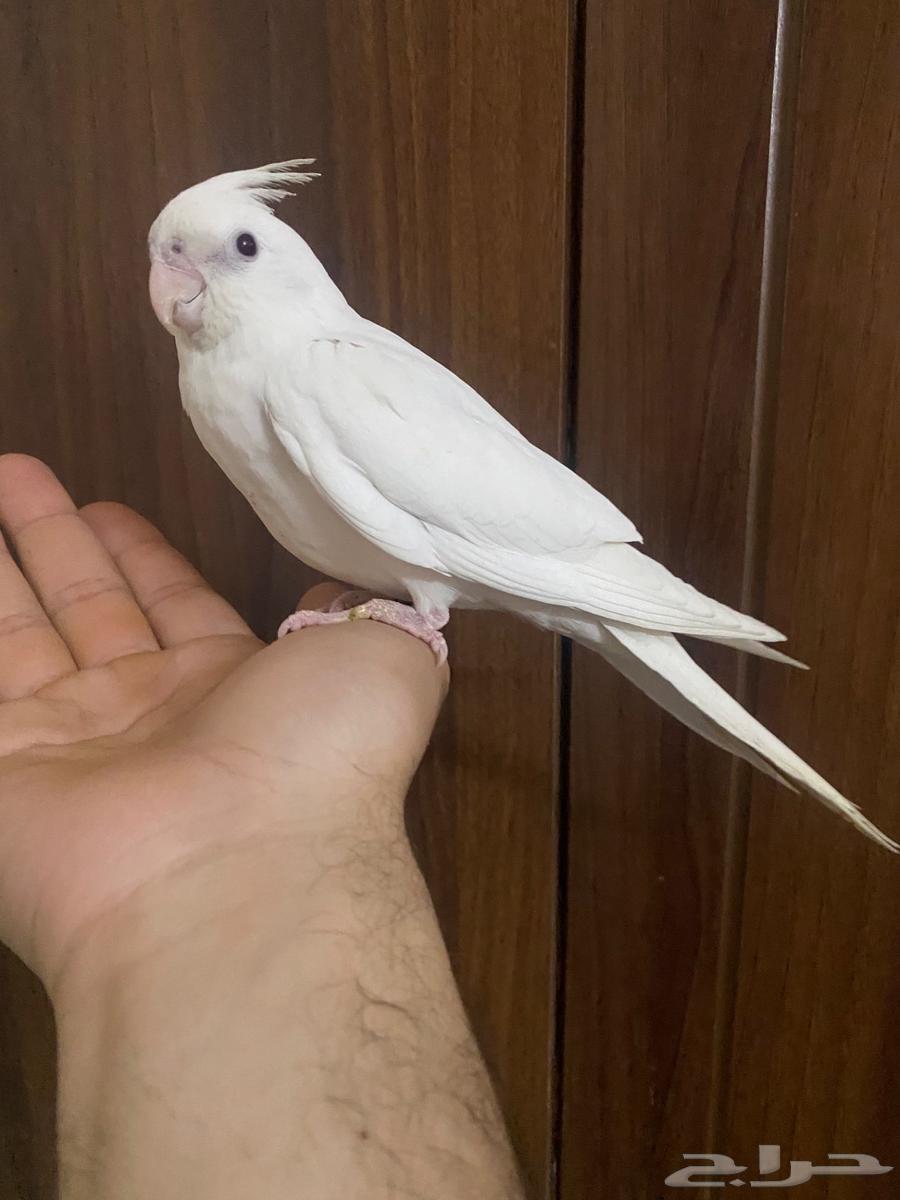 كروان.البينو63066026574721113