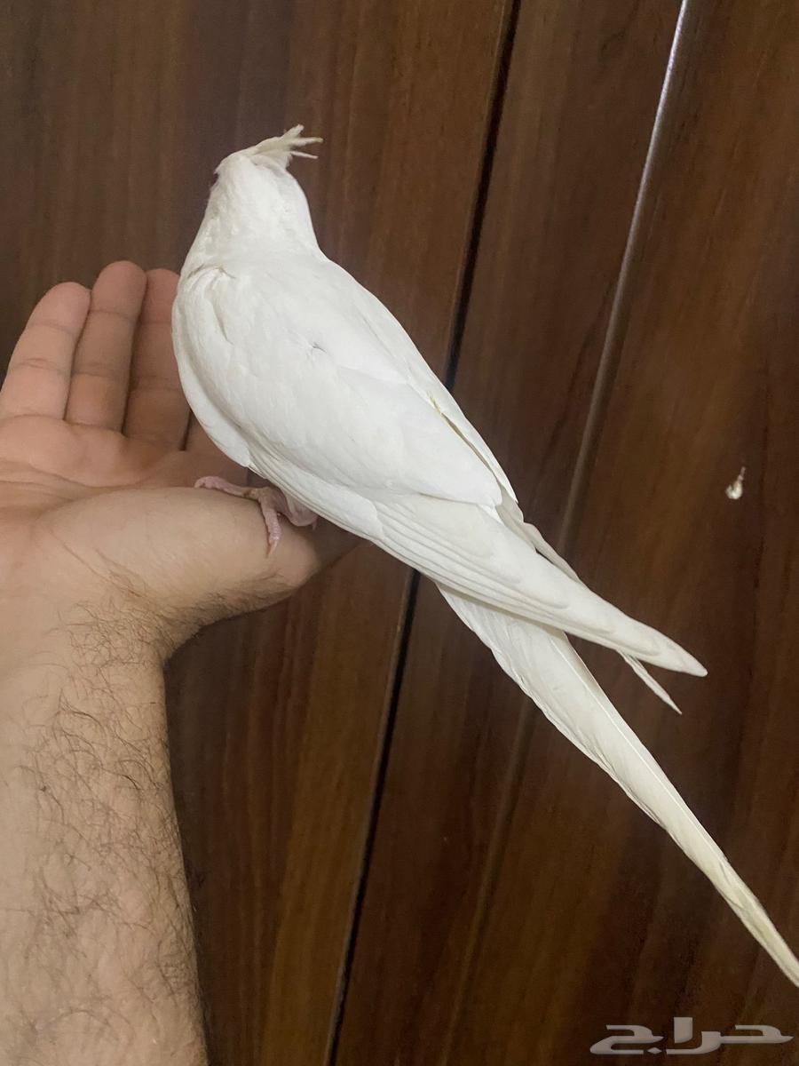 كروان.البينو63066026574721112