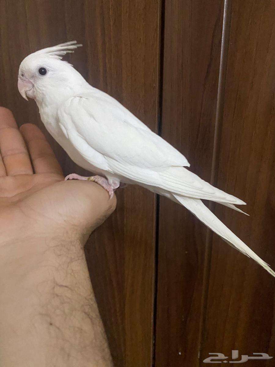 كروان.البينو630660265747211112