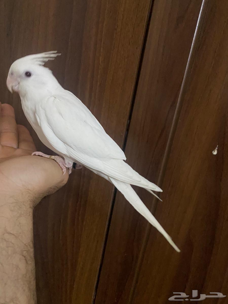 كروان.البينو63066026574721111