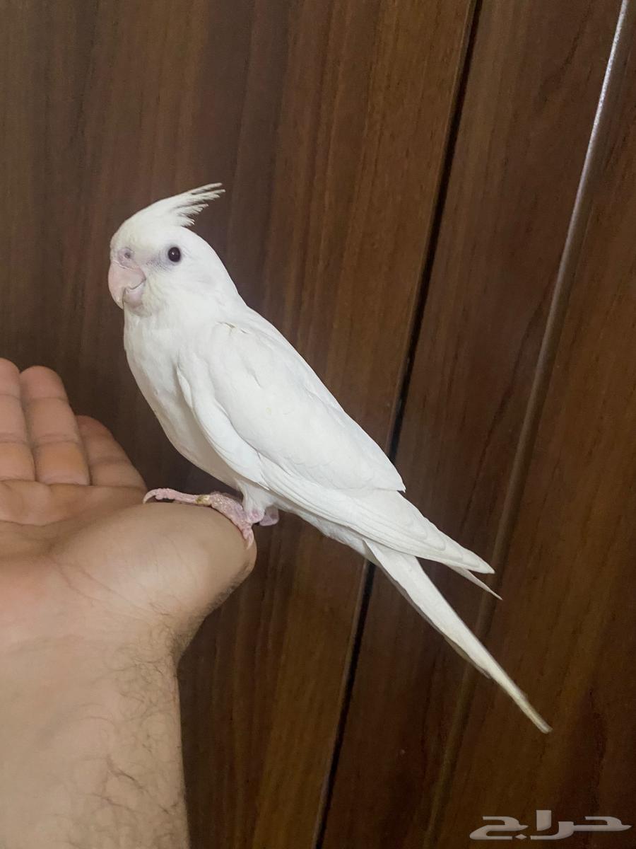 كروان.البينو63066026574721114
