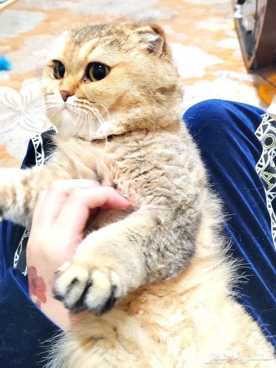 Cat for adoption63066812943361111