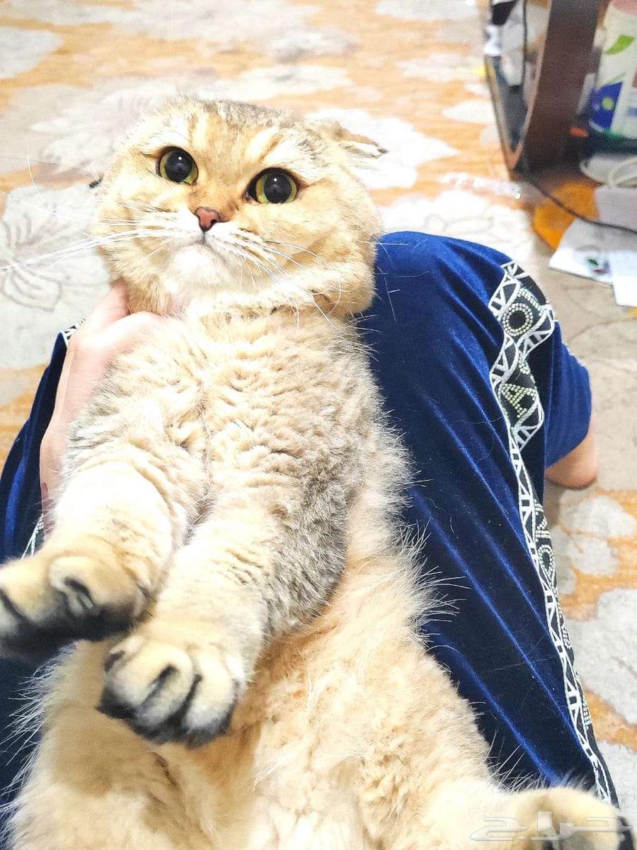 Cat for adoption63066812943361112