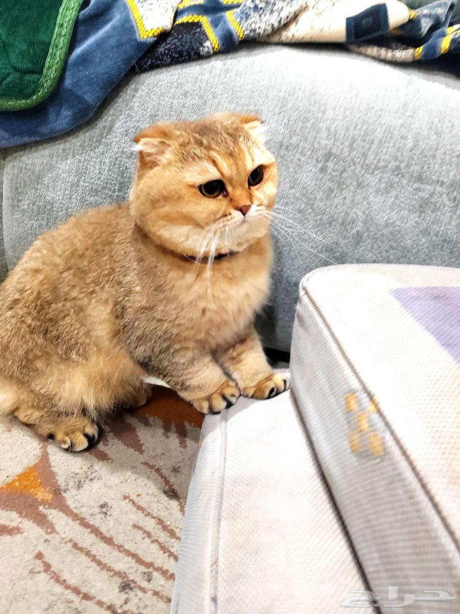 Cat for adoption63066812943361113