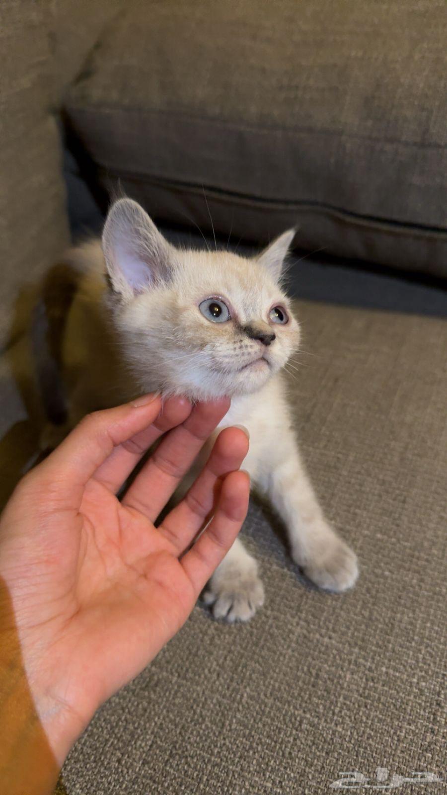 Cats from Am Himalaya for sale63065623325186112