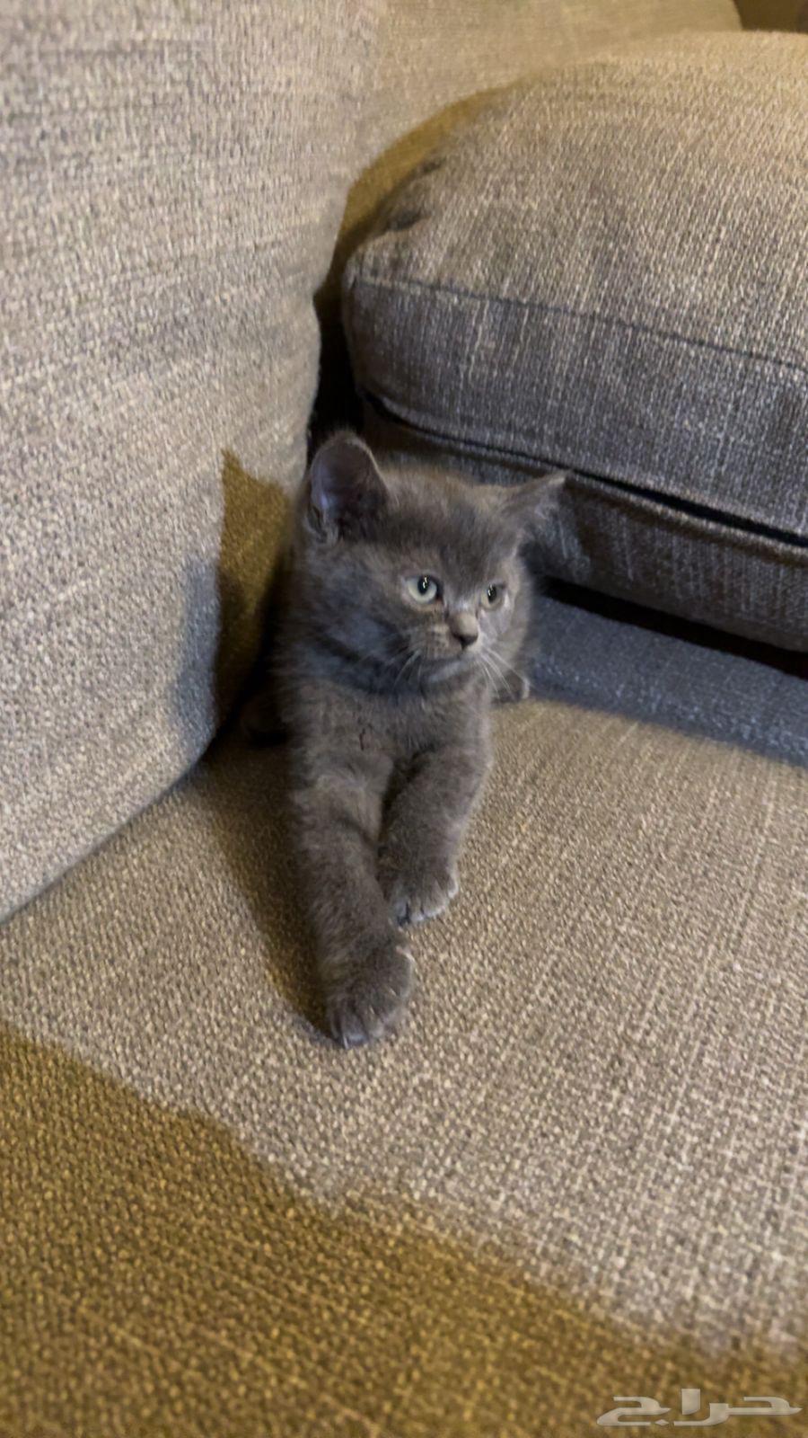 Cats from Am Himalaya for sale63065623325186114