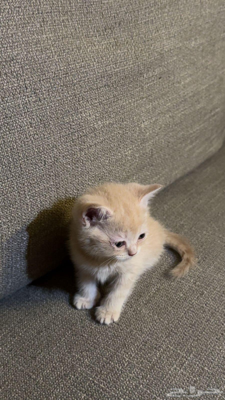 Cats from Am Himalaya for sale63065623325186111