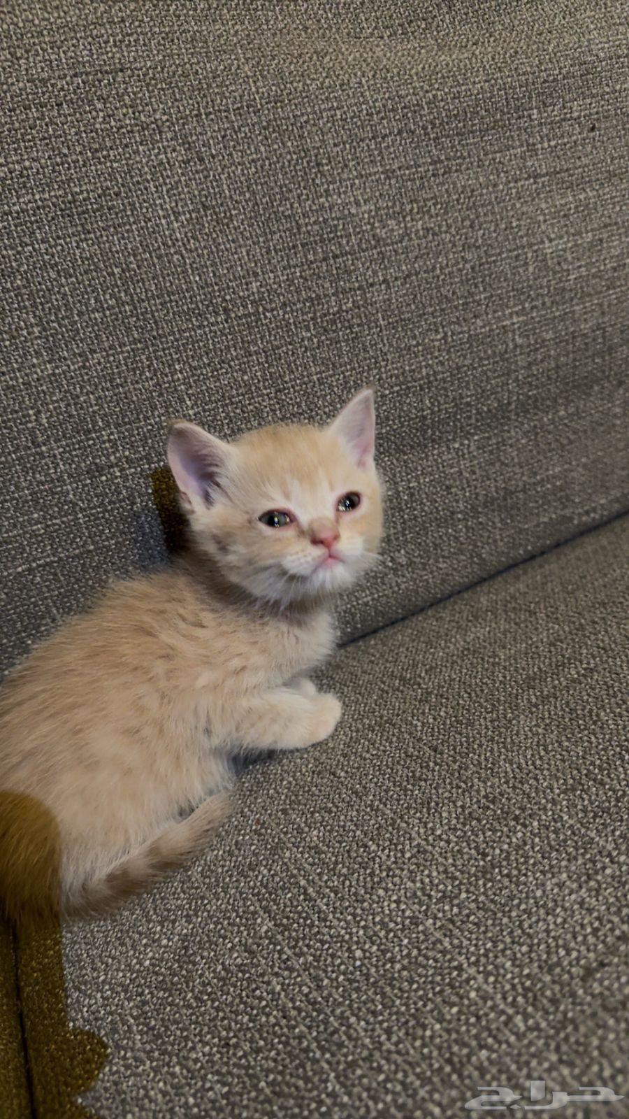Cats from Am Himalaya for sale63065623325186113
