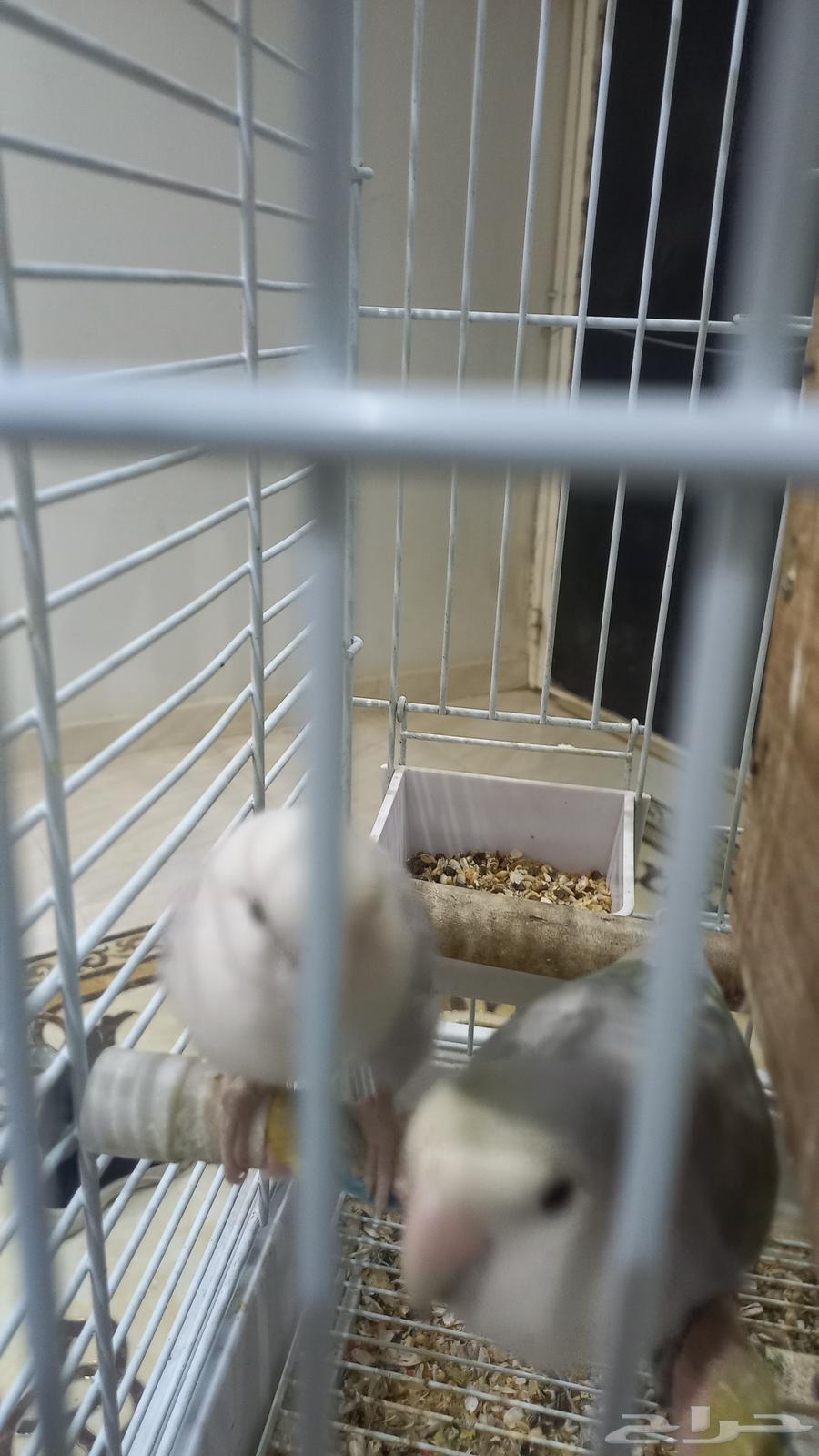 Birds of the day63066410279683111