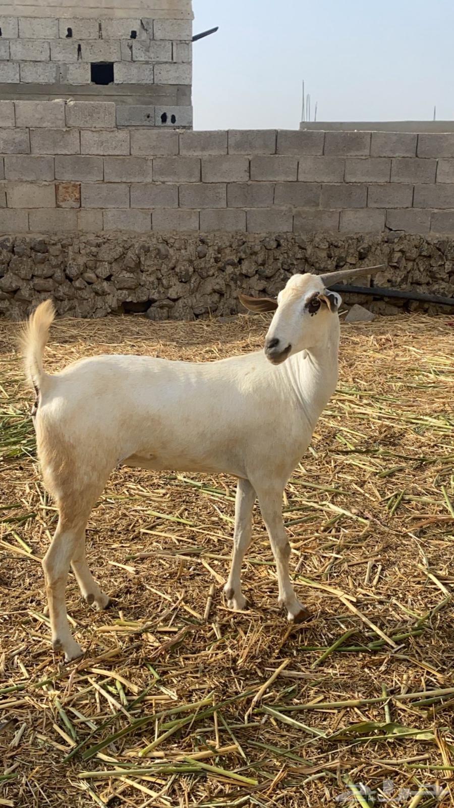 ماعز للبيع سنها سديس63066802593921111
