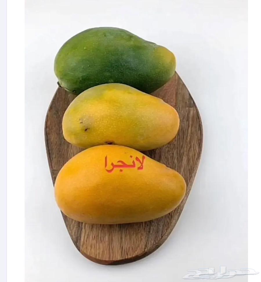 مانجو صنف لانجراء افضل انواع المانجو63066813337987116