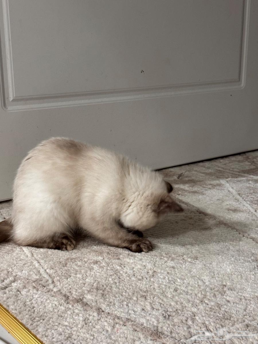 3-month-old female Himalayan cat63063292632449115