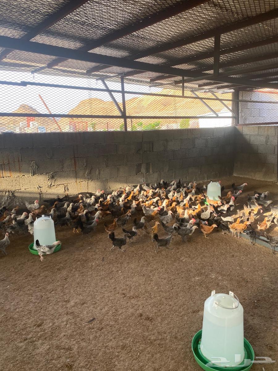 Local chicken is vaccinated.63064031124353119