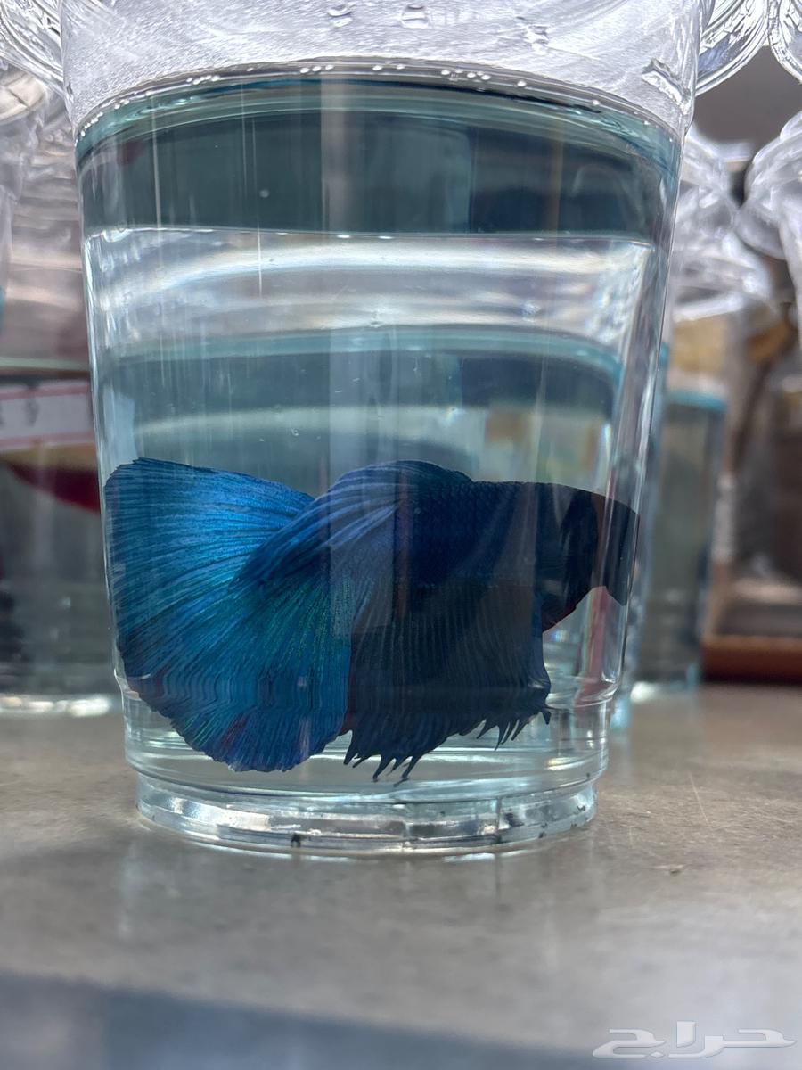 Fish Fighter63064841577474113