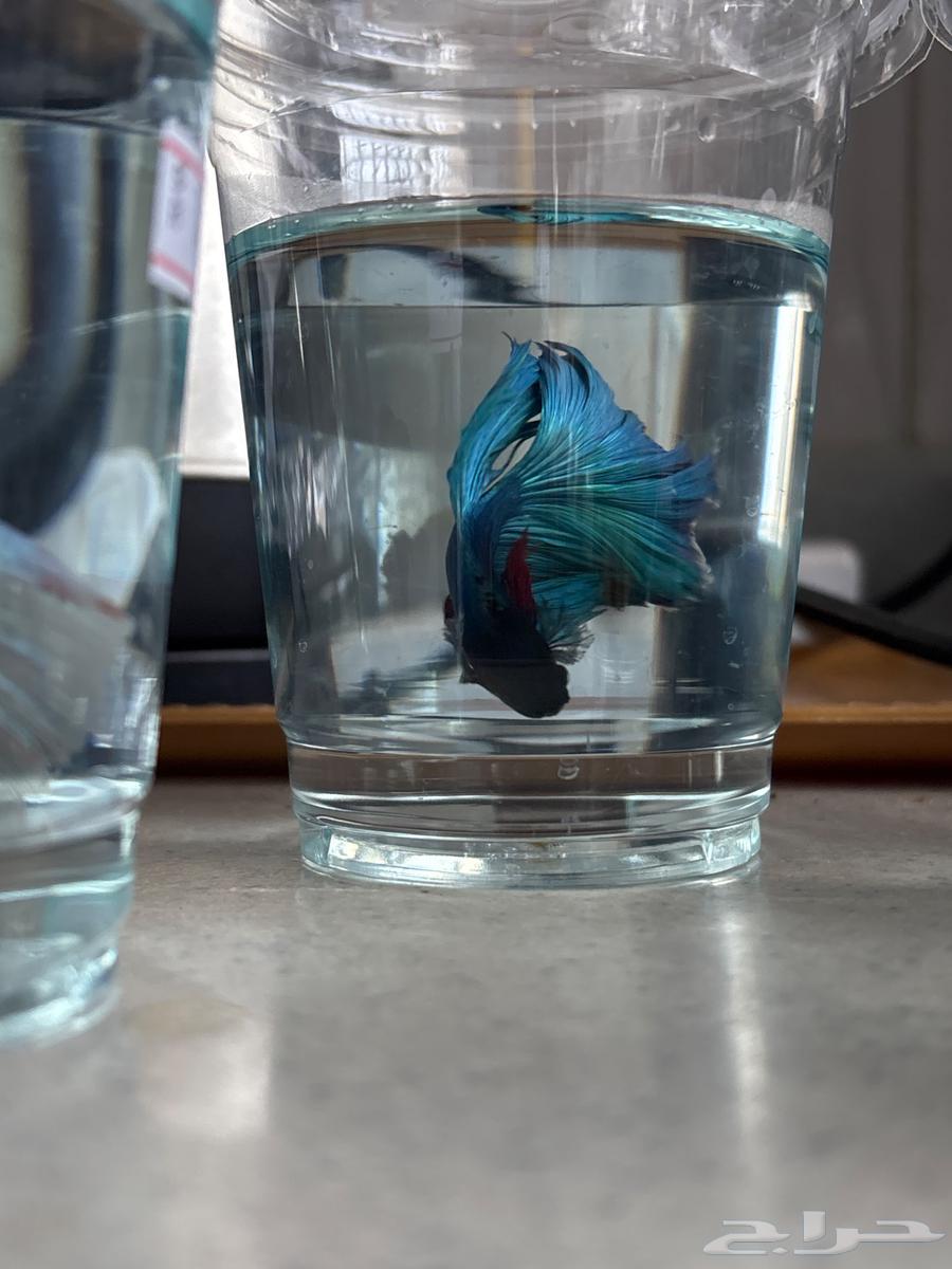 Fish Fighter63064841577474111