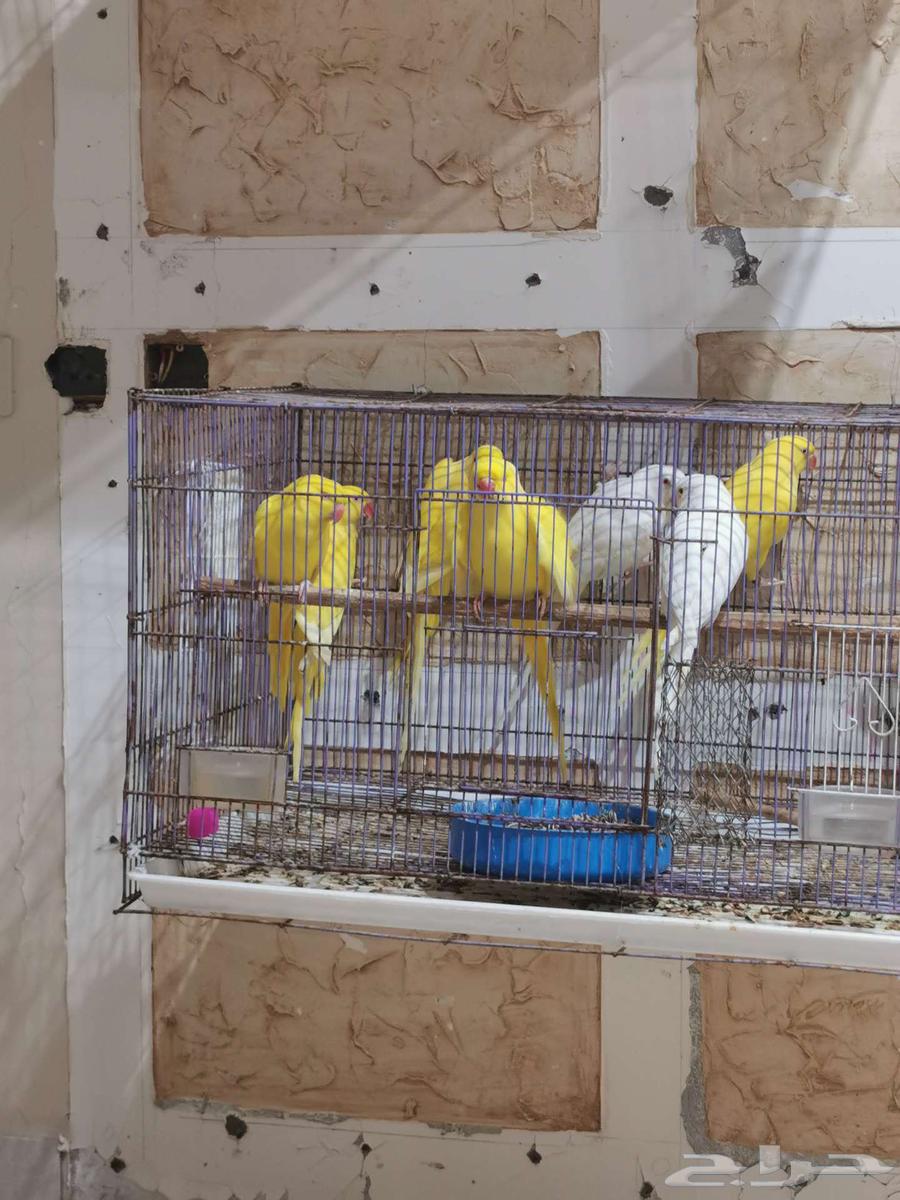 للبيع دفعة صغيرة.. بيبي bb متو630640397236491126