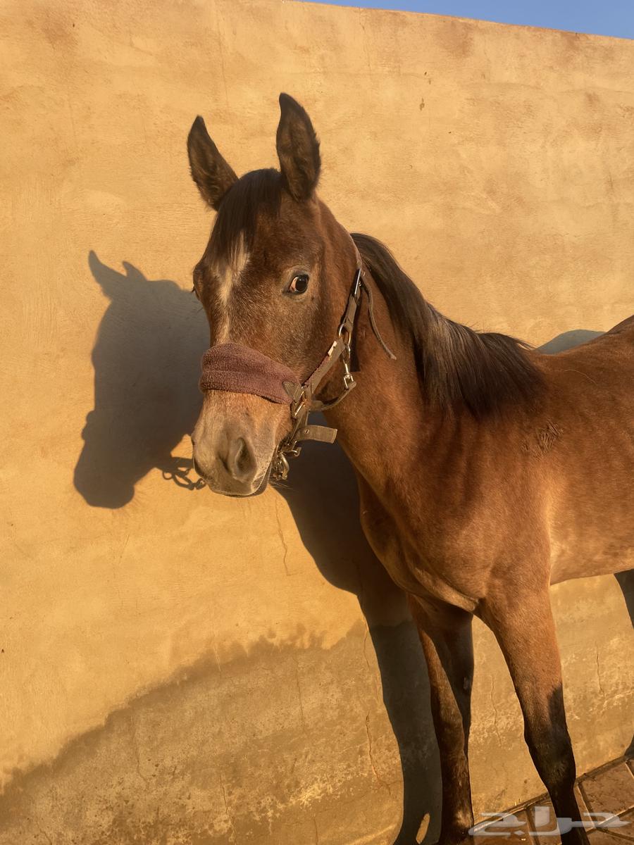 Prince Gassan Mahr is a pure and unique Egyptian.63063640503425114