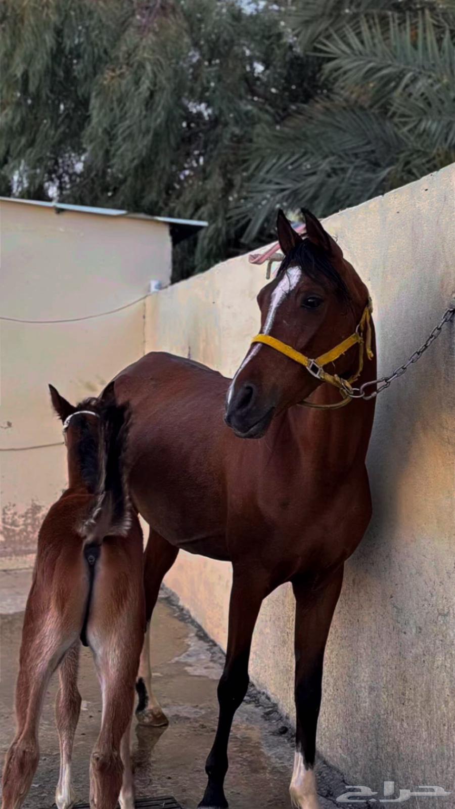 فرس شعبيه ومهر للبيع63062180735107119