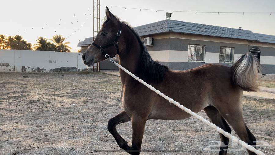 Prince Gassan Mahr is a pure and unique Egyptian.63063640503425112
