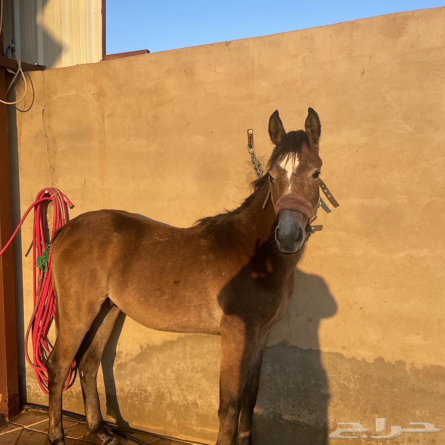 Prince Gassan Mahr is a pure and unique Egyptian.63063640503425113