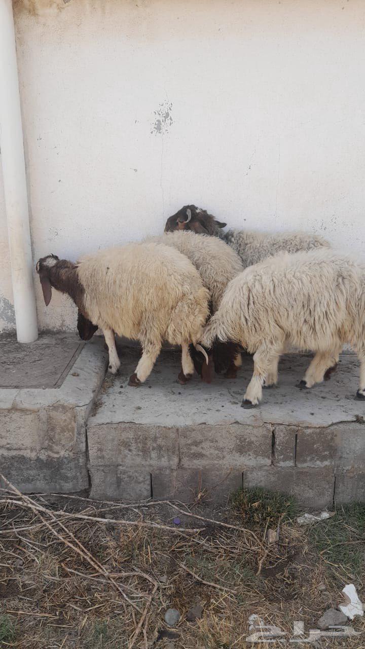 خرفان ذبايح وسط مشروطه شحم ولحم تعيد ( تضحي )63061840677633111
