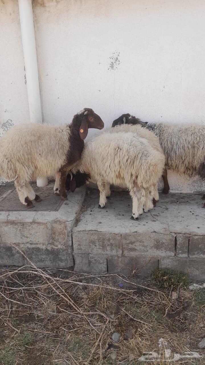 خرفان ذبايح وسط مشروطه شحم ولحم تعيد ( تضحي )63061840677633119