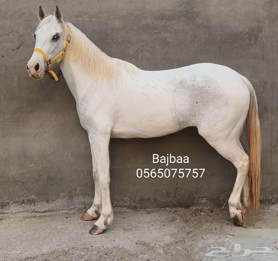 My mare is a rarity, beautiful in color and eye, crystal prayer on the Prophet63061103673347111
