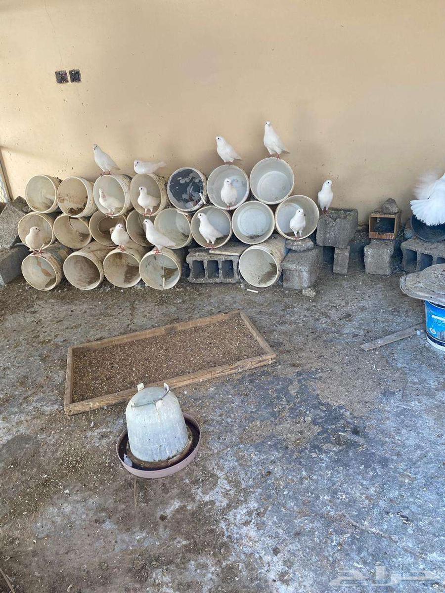 French bath for sale63057599098881112