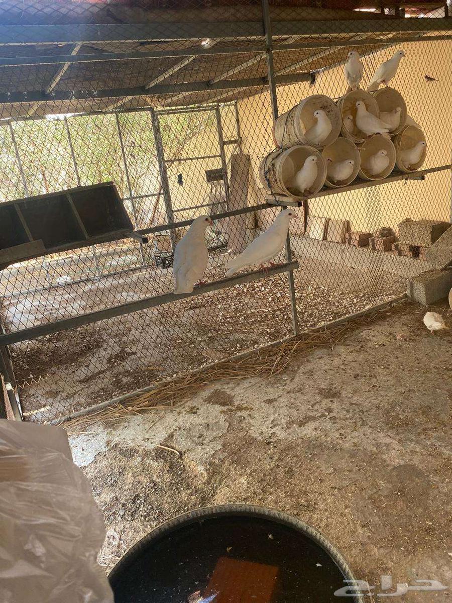 French bath for sale63057599098881111