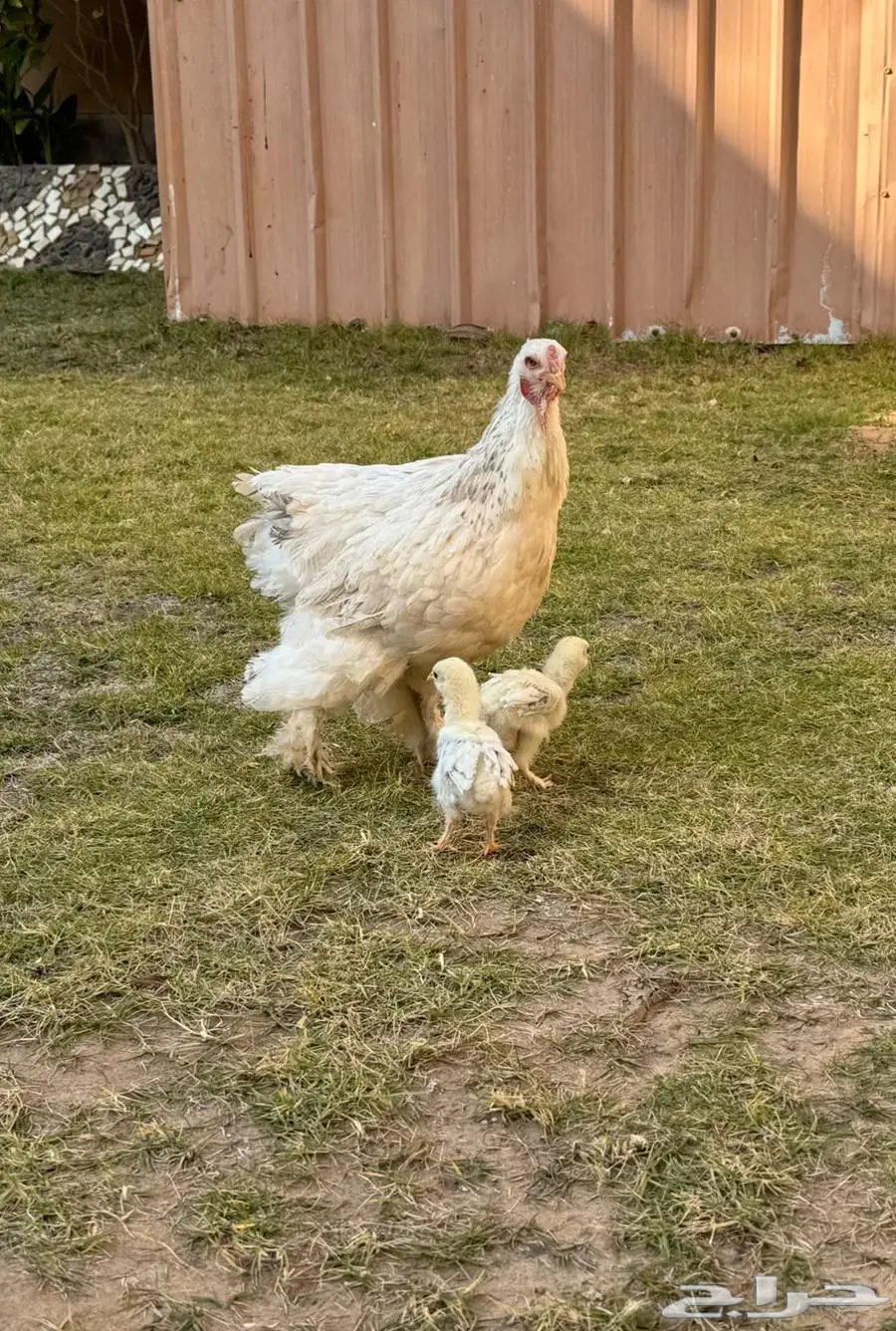 For sale Brahama chickens and roosters63057605105795113