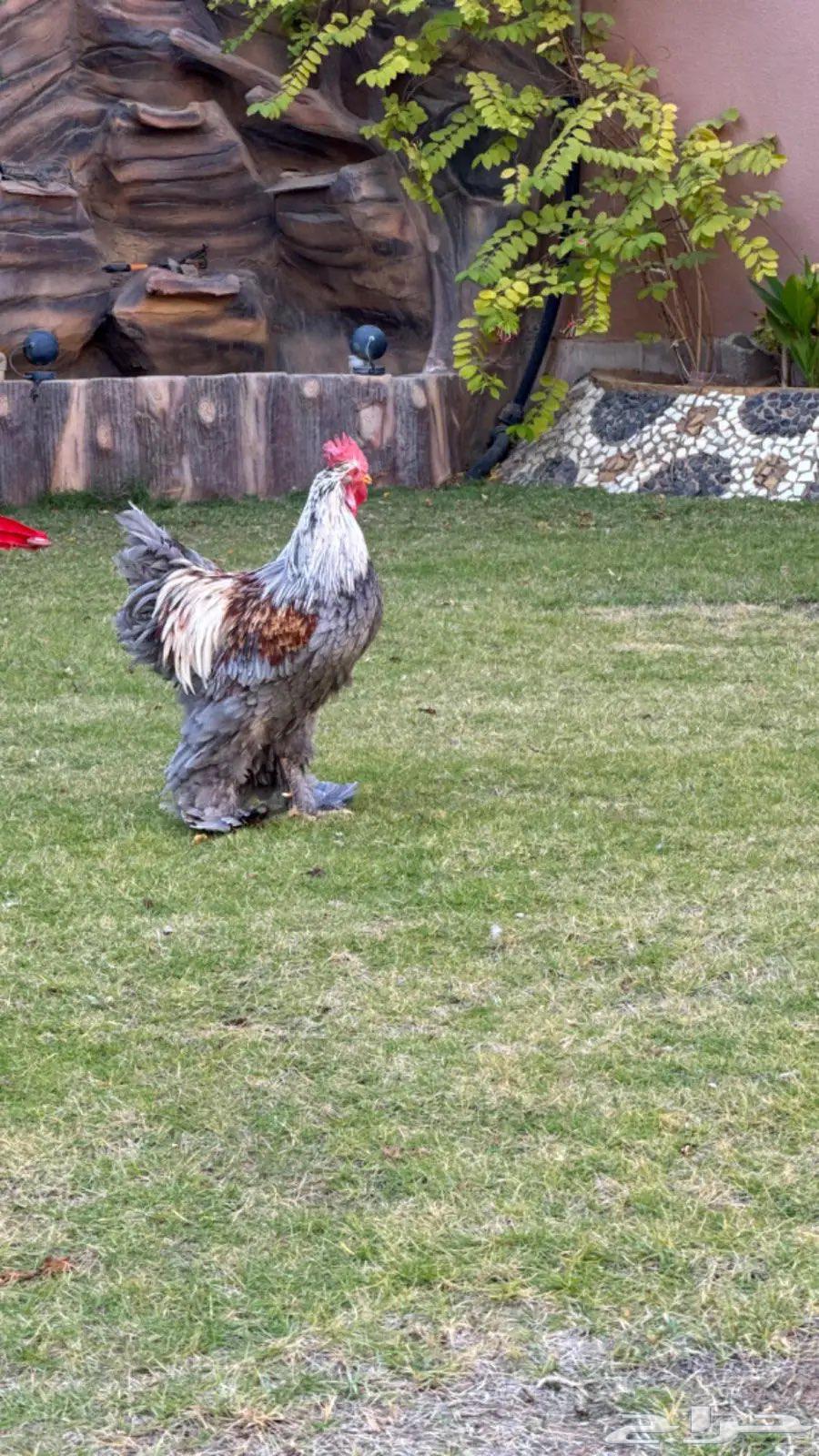 For sale Brahama chickens and roosters63057605105795112