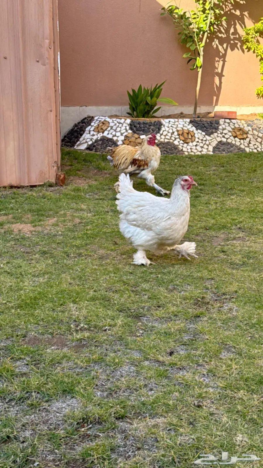 For sale Brahama chickens and roosters63057605105795114