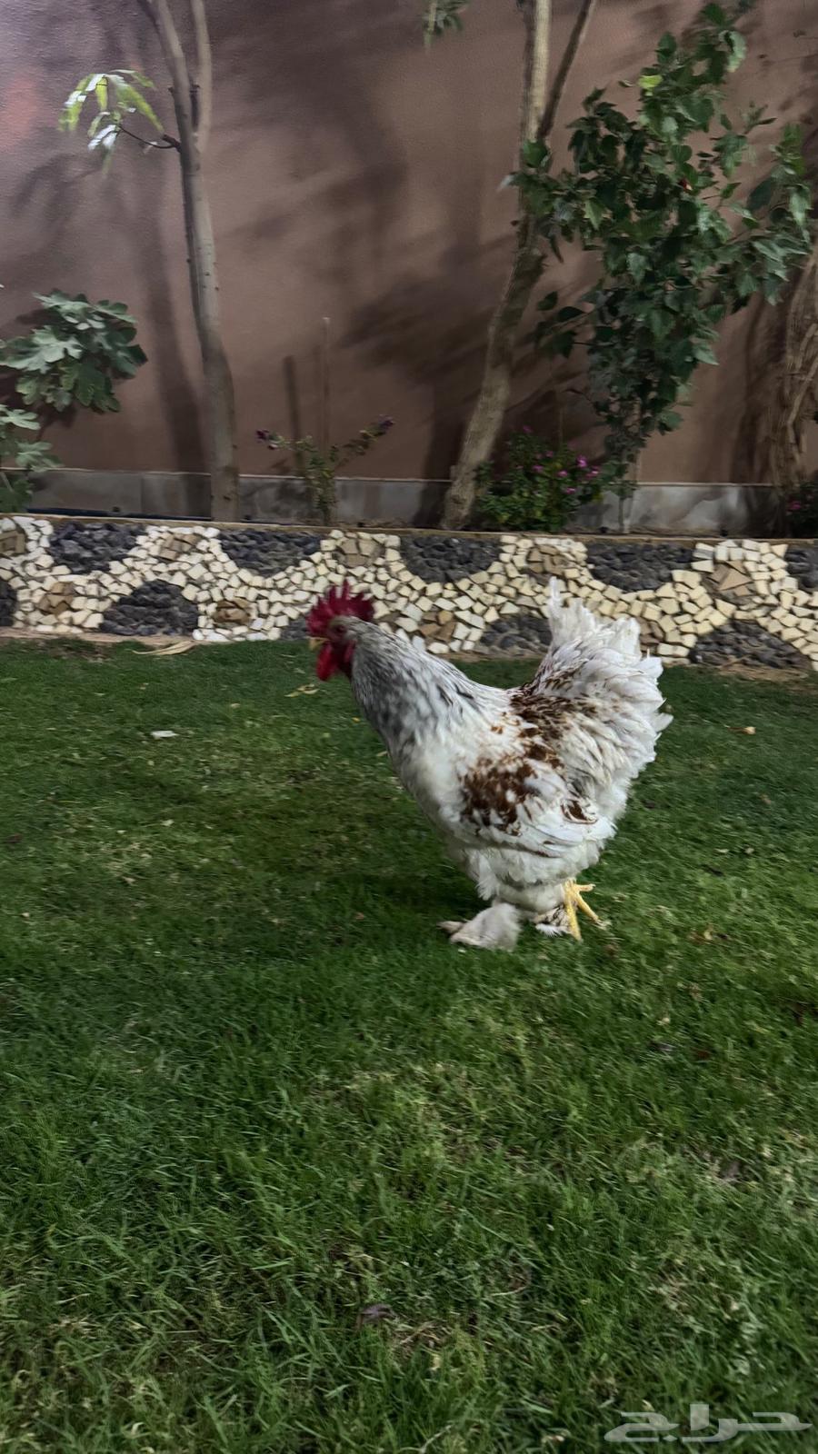 For sale Brahama chickens and roosters63057605105795111