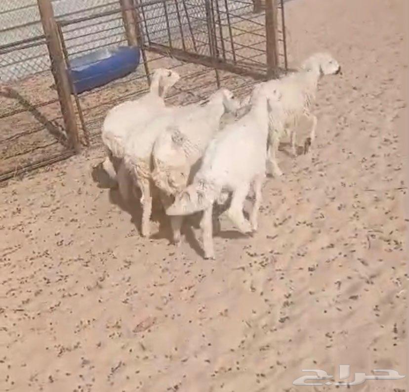 Half freedom for sale63056046675971112