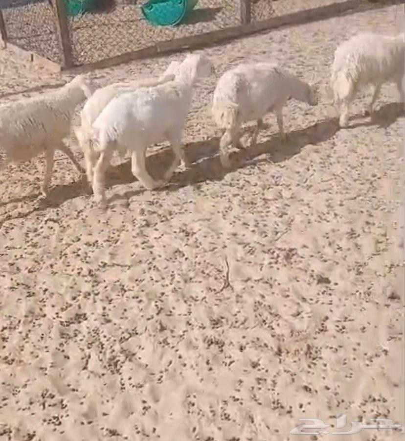 Half freedom for sale63056046675971111