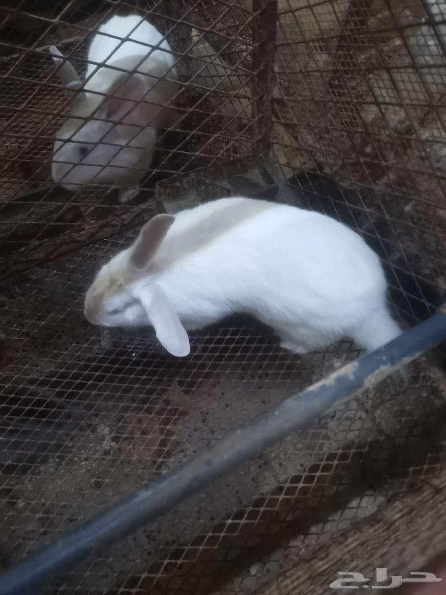 French rabbit for sale63058447865601113