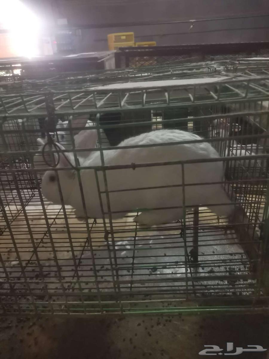 French rabbit for sale63058447865601112