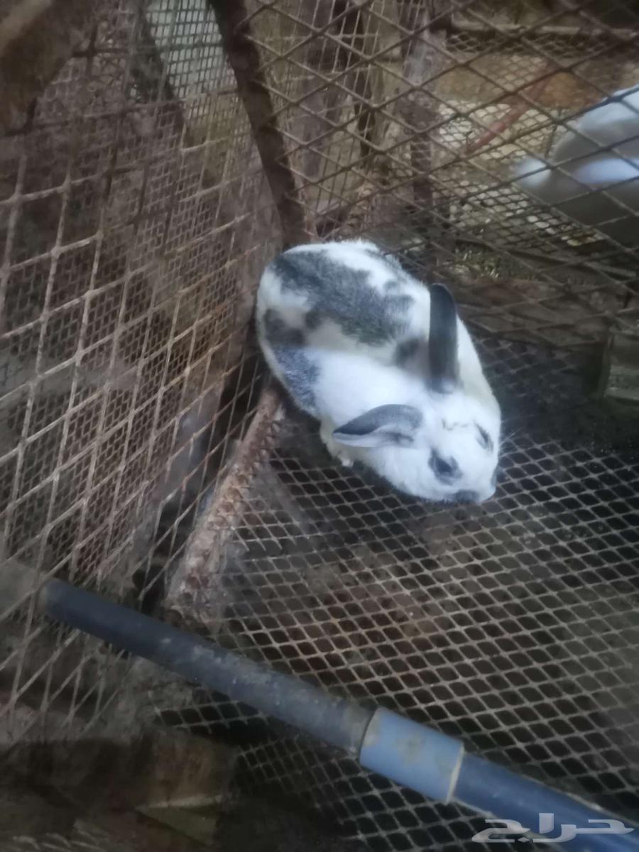 French rabbit for sale63058447865601111