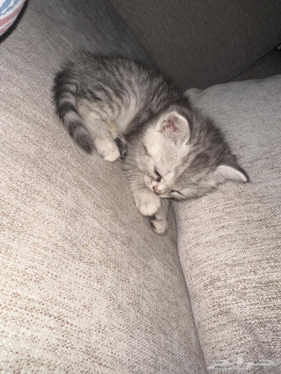 Shirazi cats digging the abdomen63055614891267111