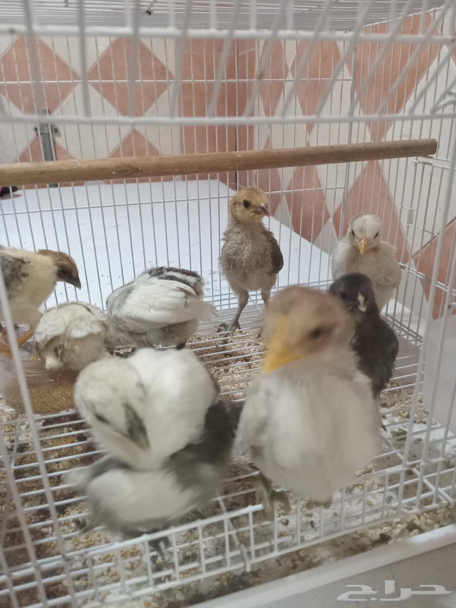 صيصان63055240165762111