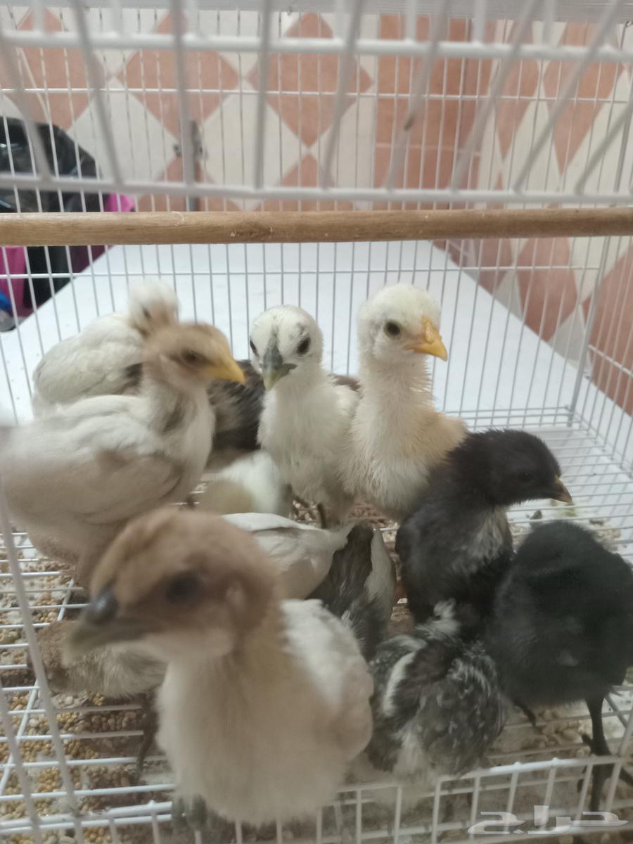 صيصان63055240165762112