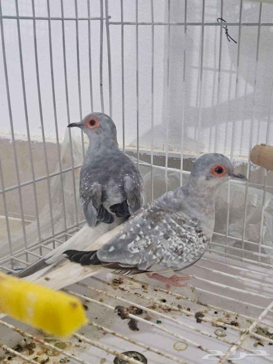 جوز حمام الماسي63054451753859112