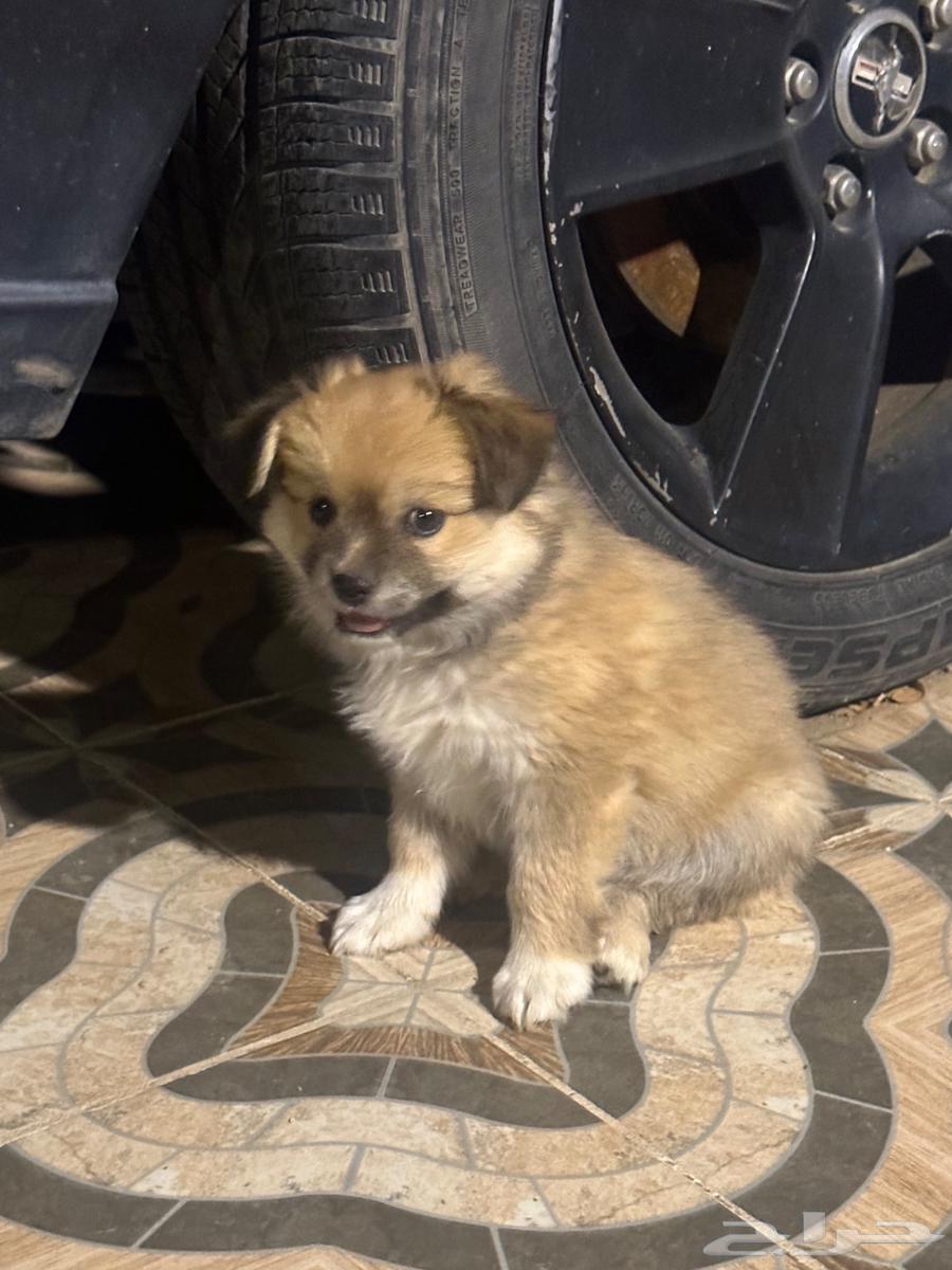 Maltese puppies for sale63054479299074113