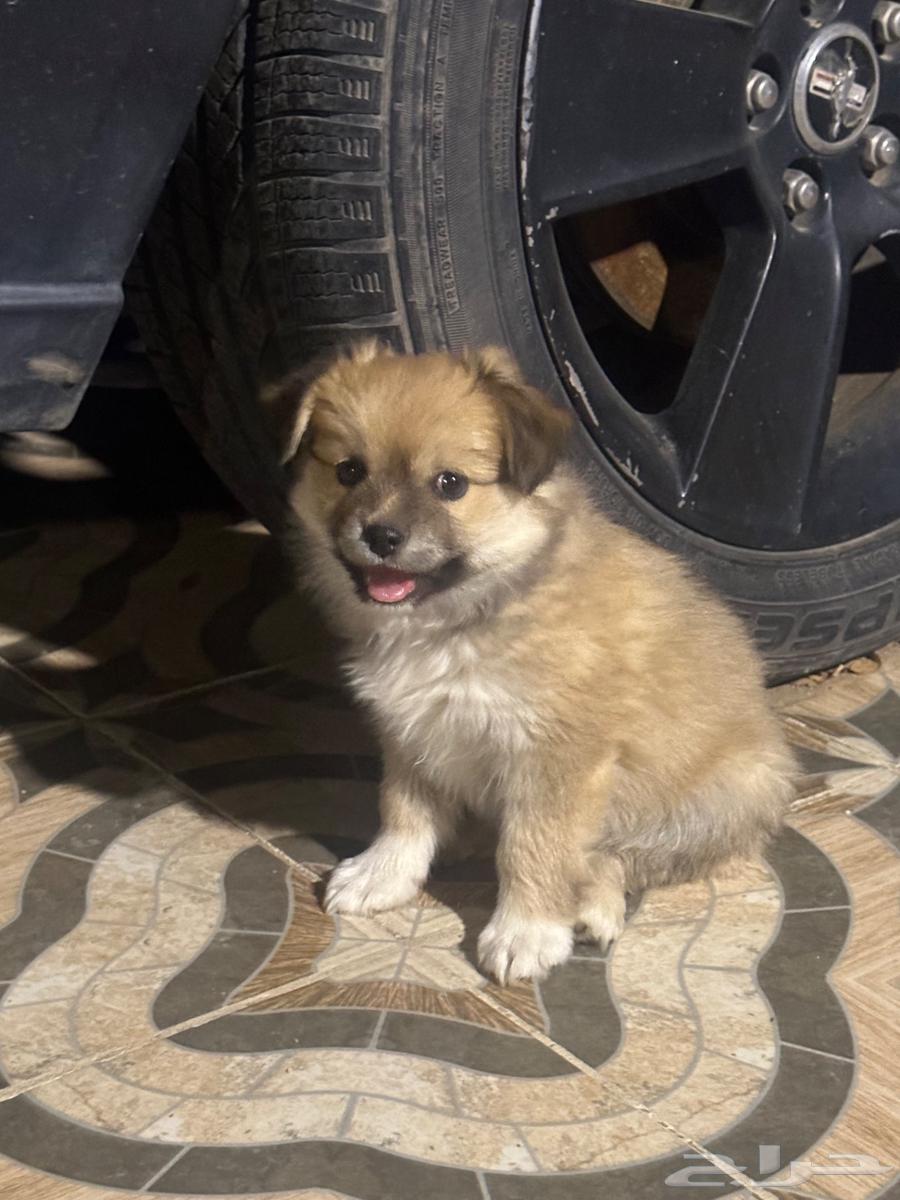 Maltese puppies for sale63054479299074111
