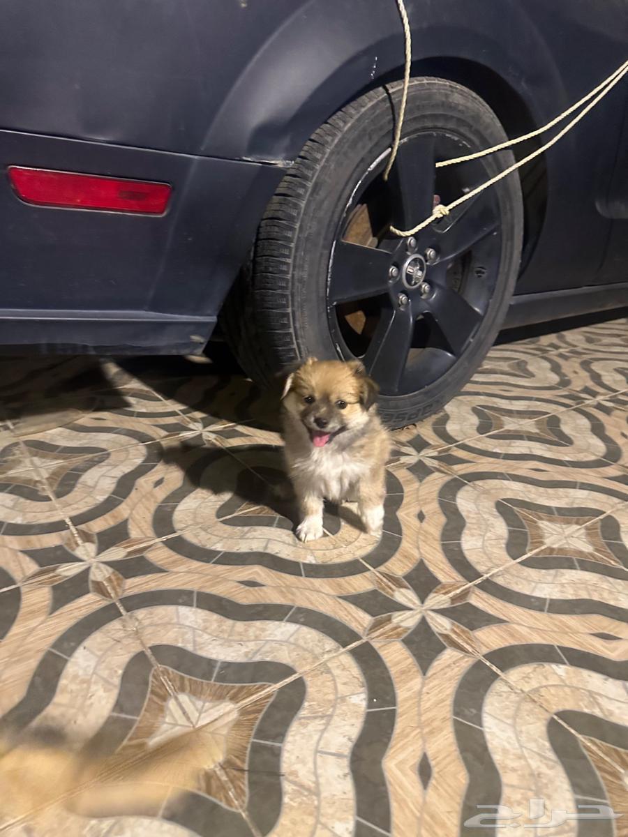 Maltese puppies for sale63054479299074114