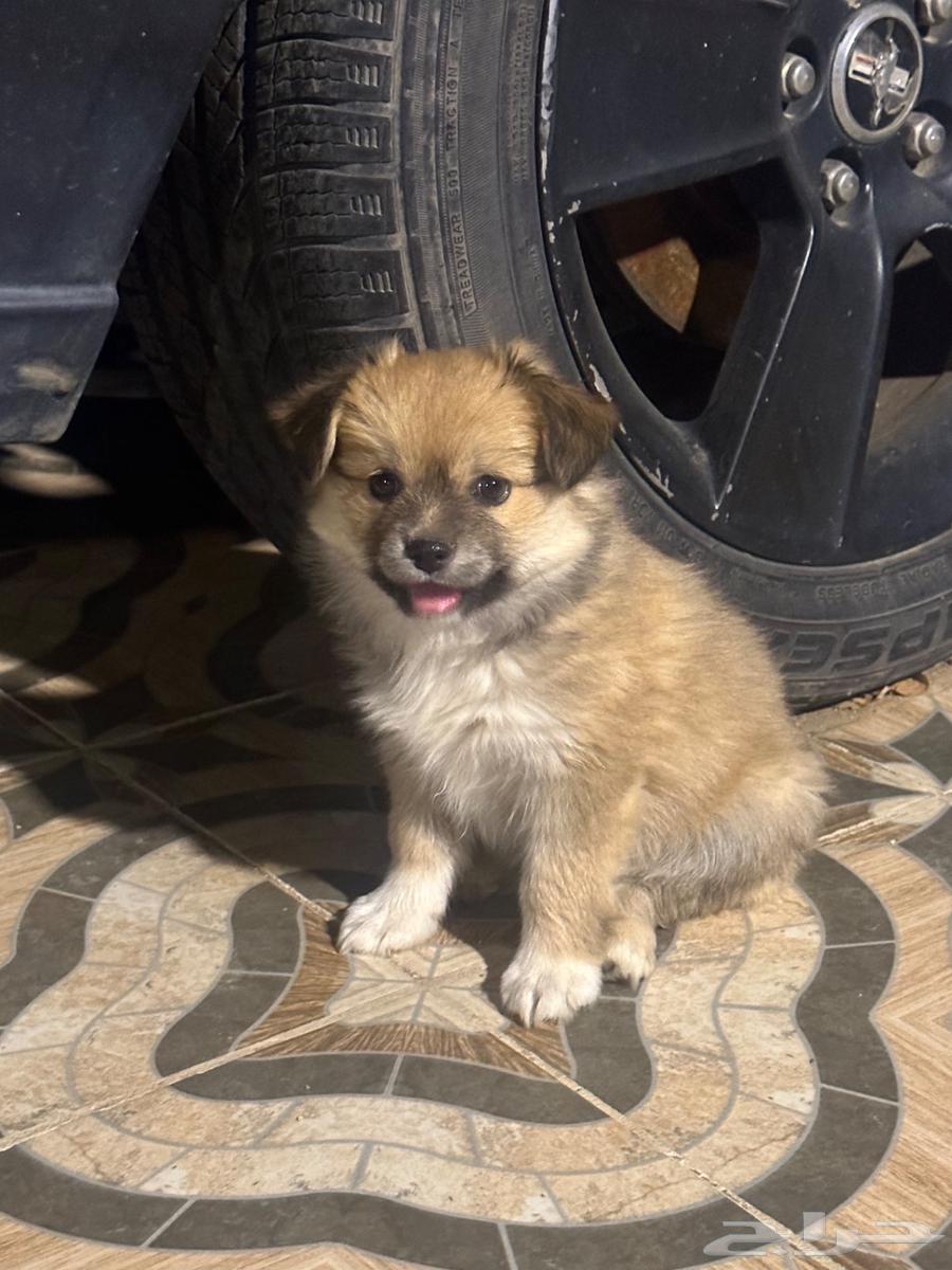 Maltese puppies for sale63054479299074112