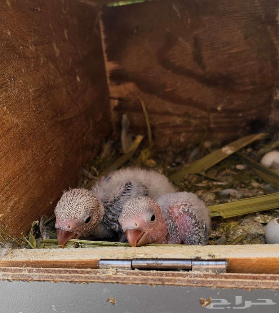 Two days old chick ((Sold))63050409804803111