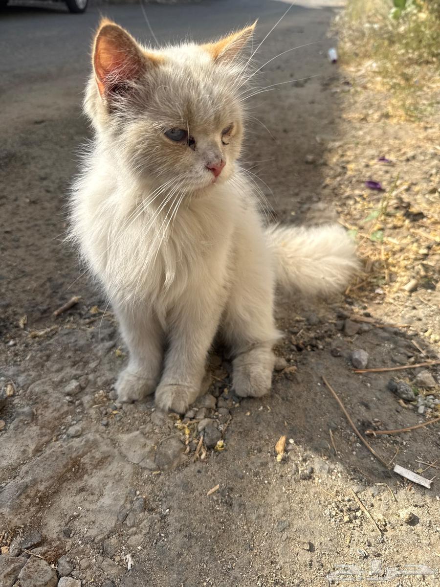 Cat to adopt63052074947843112