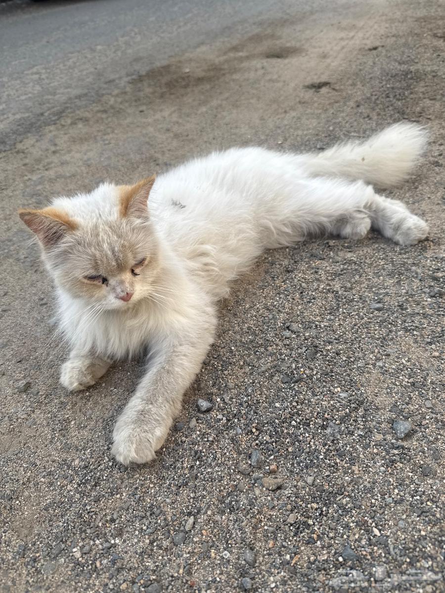 Cat to adopt63052074947843113